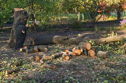 The felled logs lie next to a tree that has fallen to the ground.