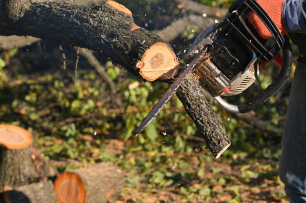 istock A Chainsaw saws a lying tree. Sawdust is flying. gasoline saw close-up. 1441240786