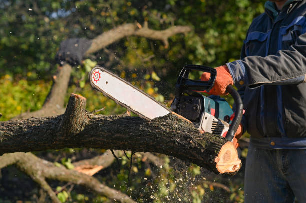 istock A man saws a felled tree trunk with a chainsaw. 1441240794