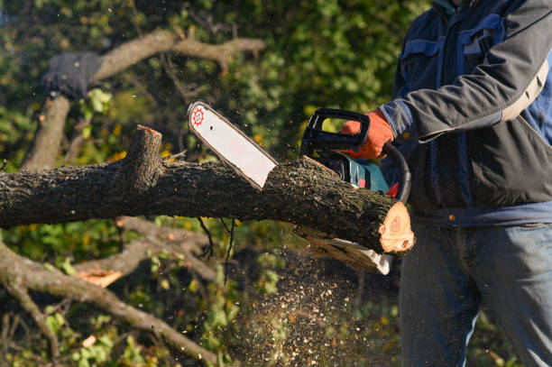 istock A chainsaw in the hands of a man sawing a tree. 1441240821