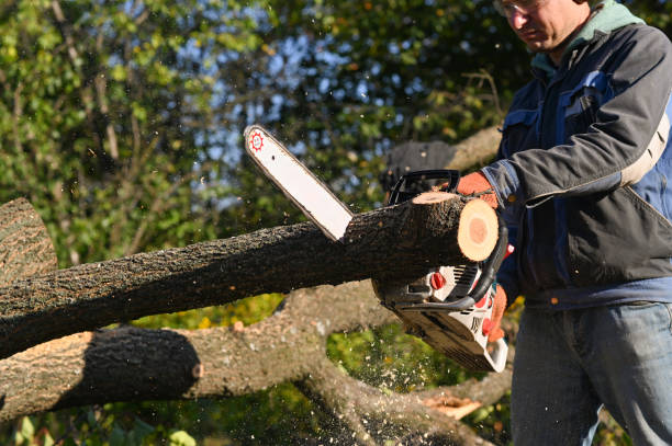 istock A man saws a tree with a chainsaw. sawdust flies apart. 1441240841
