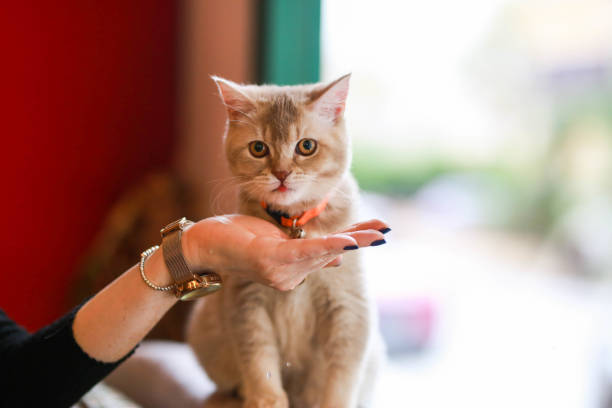 istock cat drinking water from owner's hand by the window 1441241024