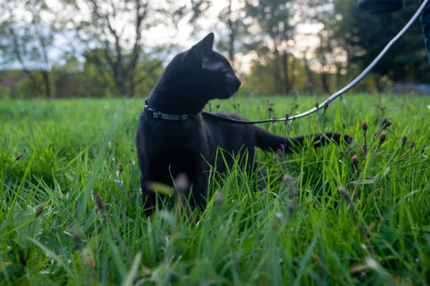 istock Black cat on a leash  in the  grass 1441241102