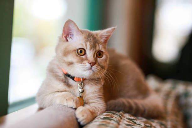 istock british shorthair orange cat sitting on brown sofa by the window 1441241136