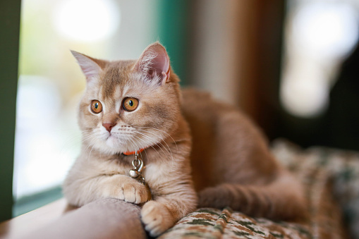 british shorthair orange cat sitting on brown sofa by the window