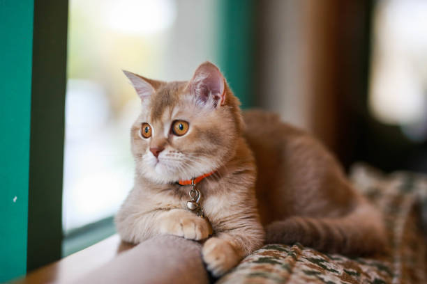 istock british shorthair orange cat sitting on brown sofa by the window 1441241663