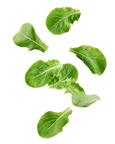 Falling Romain Lettuce leaf isolated on white background, clipping path, full depth of field