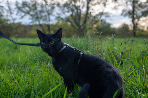 istock Black cat on a leash sits in the green grass 1441242236