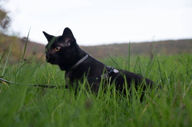 istock Black cat on a leash sits in the green grass 1441242282
