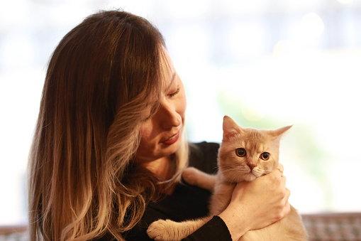 british shorthair orange cat on owner's lap loves the owner cat. cat love