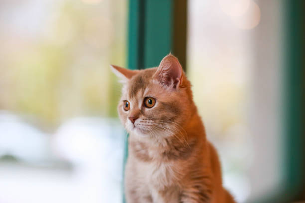 istock britih shorthair orange cat portrait 1441242526