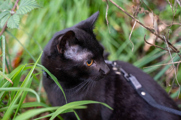 istock Black cat sits in the grass 1441242544