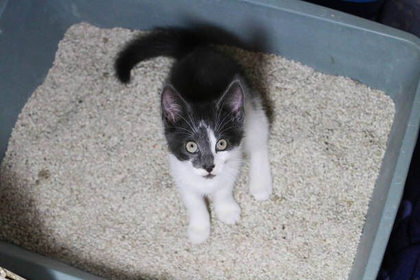 a small gray and white kitten is sitting in the litter box and looking up to the camera stock photo