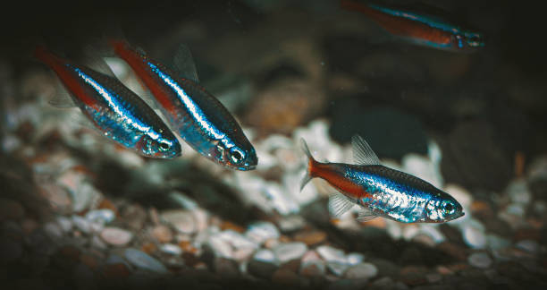 Neon Fishes school in aquarium stock photo