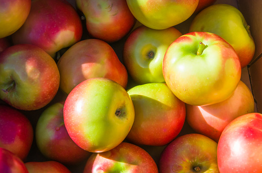 A basket of fresh McIntosh Apples at a Cape Cod farmers market