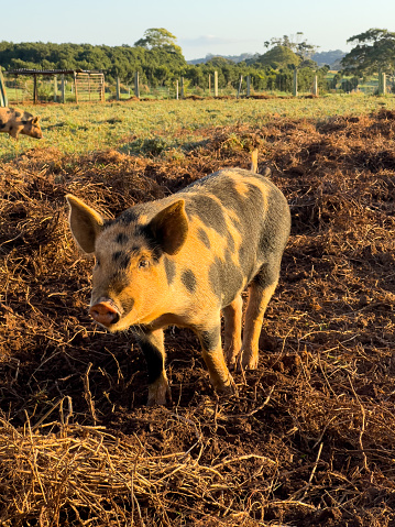 Vertical closeup photo of a domesticated pig standing in the mud in a grass paddock on an organic biodynamic farm lit up by the late afternoon sunshine. Byron Bay NSW