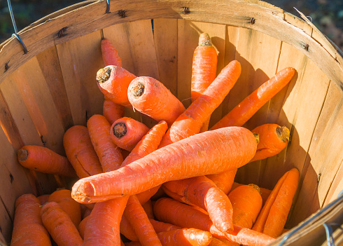 A basket of fresh carrots at a Cape Cod farmers market