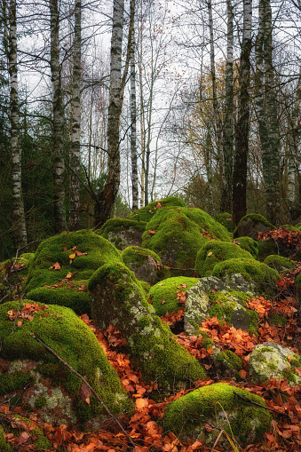 picturesque pile of large old stones overgrown with green moss and strewn with orange fallen leaves and bare trunks of birches above them. vibrant autumn colors. vertical landscape