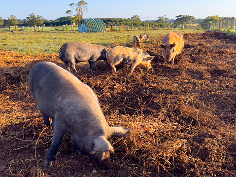 Horizontal closeup photo of domesticated pigs standing in the mud feeding in a grass paddock on an organic biodynamic farm lit up by the late afternoon sunshine. Byron Bay, NSW