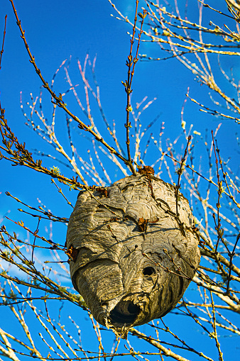 A large nest of a colony of paper wasps in a tree on Cape Cod