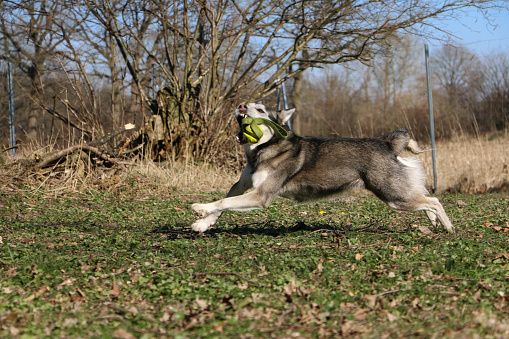 funny husky is running in the garden with a ball in the mouth