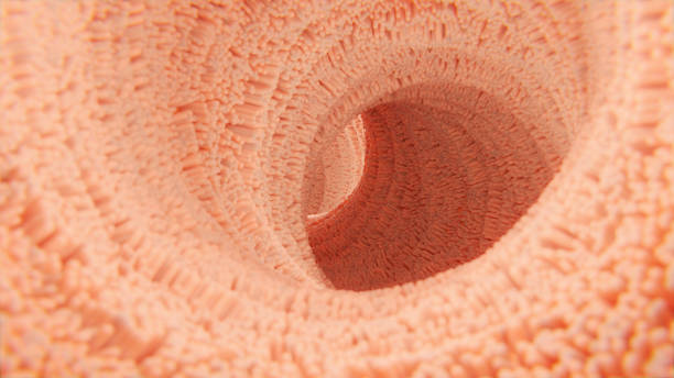 istock Clean Stomach with villis. 1441245926