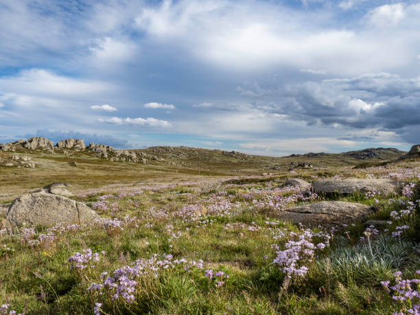 Wildflowers in high country