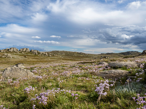 Wildflowers and granite in Kosciuszko National Par
