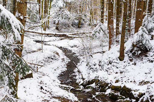 small stream in a snowy coniferous forest