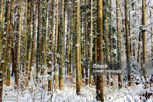 Snow In A Spurce Forest Stock Photo - Download Image Now - April, Backgrounds, Beauty In Nature