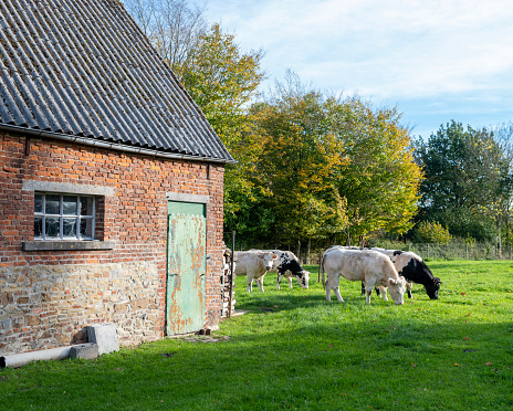 beef cows outside old barn in countryside near mons or bergen in belgium on sunny autumn day