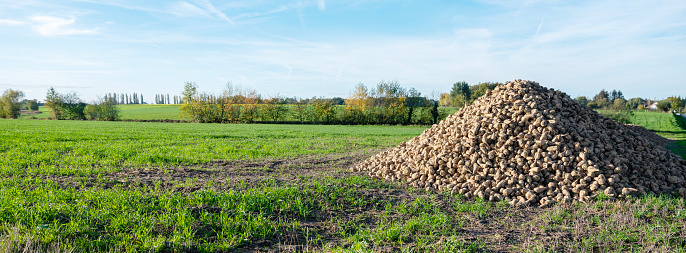 large heap of sugar beets in rural countryside south of Mons or Bergen in belgium under blue autumn sky