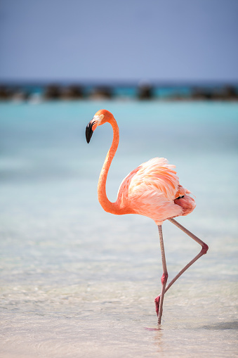 Beach of aruba with a flamingo