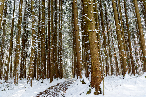 forest path through a snow covered coniferous forest