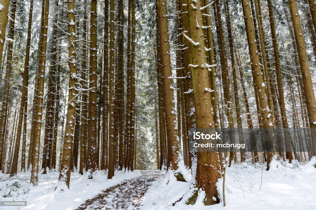 Forest path through a snowy coniferous forest forest path through a snow covered coniferous forest Adventure Stock Photo