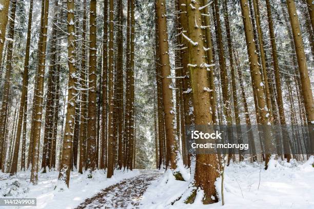 Forest Path Through A Snowy Coniferous Forest Stock Photo - Download Image Now - Adventure, April, Backgrounds