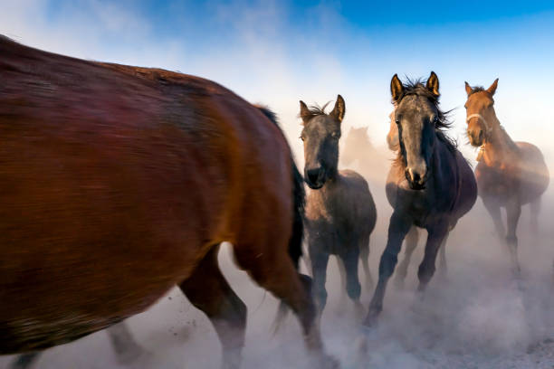 Wild Horses / Jades. Horses running and kicking up dust. Yılkı horses in Kayseri Turkey are wild horses with no owners.