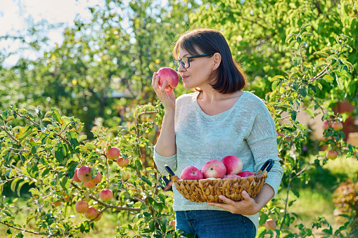 Woman harvesting organic red apples in garden on sunny autumn day. Middle-aged female near tree with ripe apples, posing in an orchard. Agriculture, farming, natural ecological eco fruits