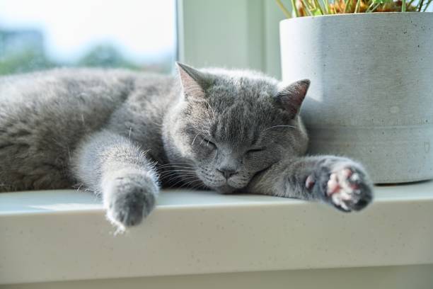 istock Relaxed sleeping gray cat on a sunny window 1441253877