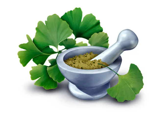 Ginkgo Biloba Supplement Concept as an alternative natural Medical health idea and herbal medicine with a mortar and pestle as a natural medication and pharmacy symbol with 3D illustration elements.
