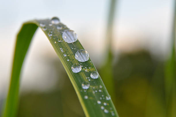 Drops on a blade of grass stock photo