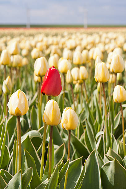 istock Lonely red flower in yellow tulip field 144125612
