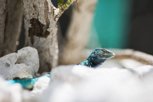 Beach of aruba lizard