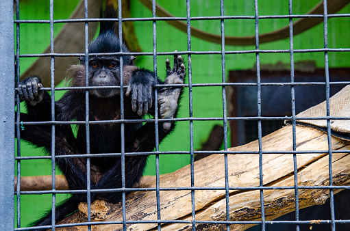 A closeup shot of a monkey in a cage in a Kiev zoo
