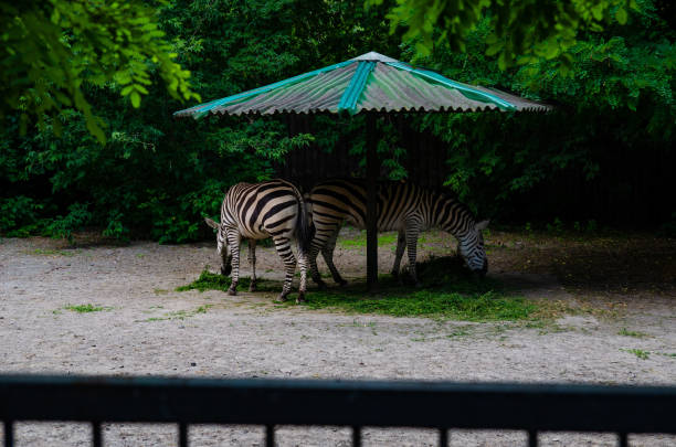 istock Wild zebra caged, animals in captivity, abuse 1441256763