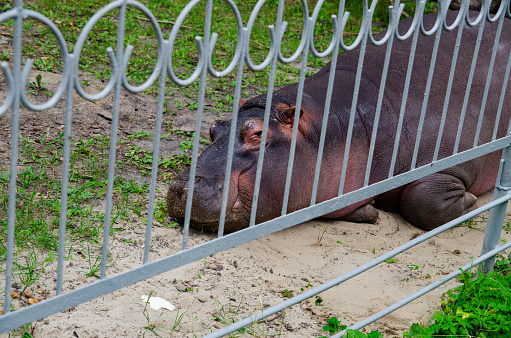 a photo of a hippo in a cage in a zoo that is entertaining visitors, a hippopotamus that looks benign and passive can be dangerous if there are visitors who try to break into the cage
