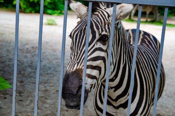 istock Wild zebra caged, animals in captivity, abuse 1441256781