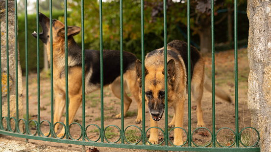Two dogs defend the plot of the person who feeds them as if their property were also fierce.