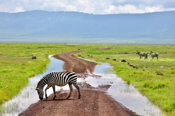 zèbre traversant un chemin de terre dans la zone de conservation de ngorongoro, en tanzanie. - zebra africa wildlife nature photos et images de collection