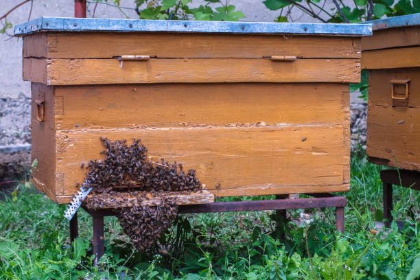 istock Front view of beehive with bees at entrance 1441257985